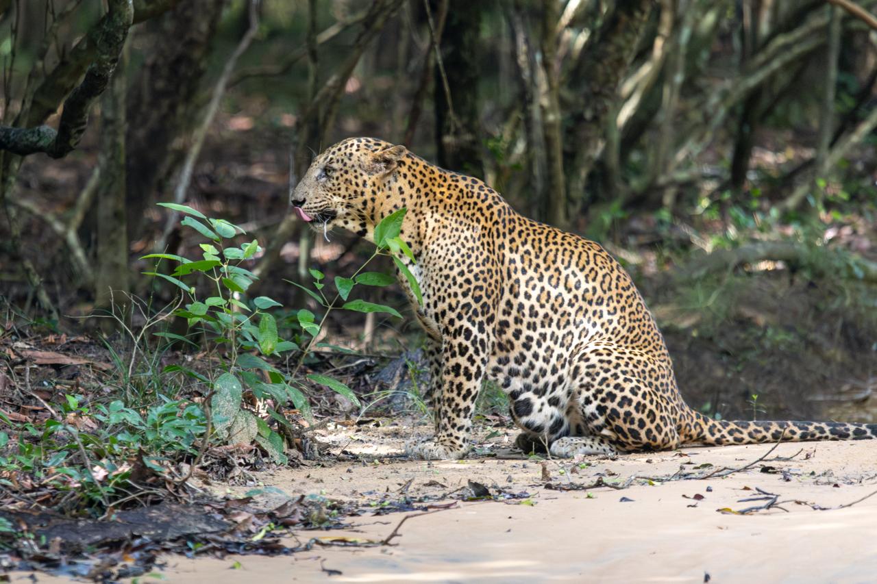 Wild safari expedition in Yala - 1