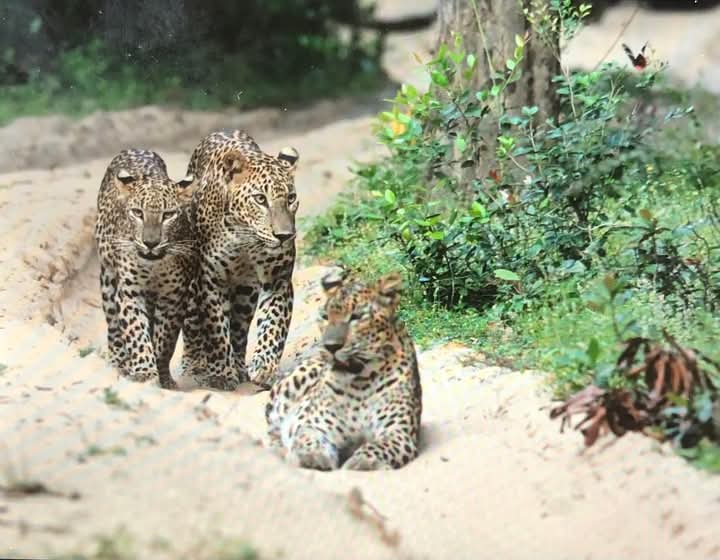 Wild safari expedition in Yala - 10