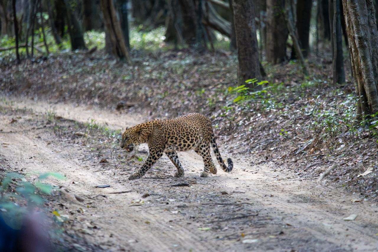 Wild safari expedition in Yala - 12