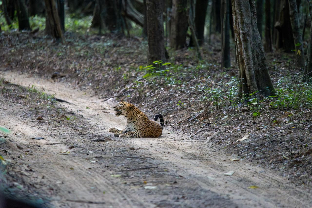 Wild safari expedition in Yala - 13