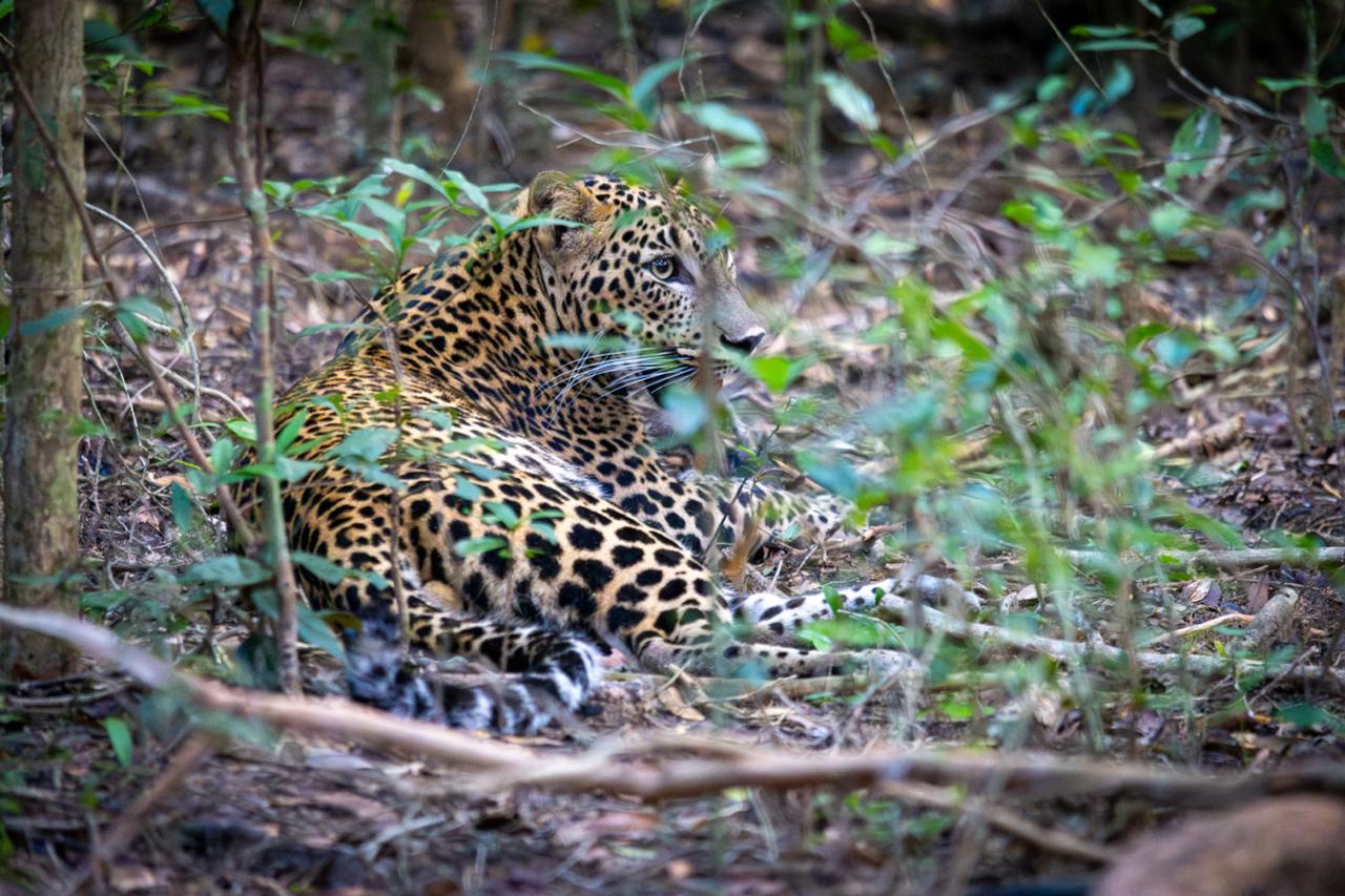 Wild safari expedition in Yala - 14