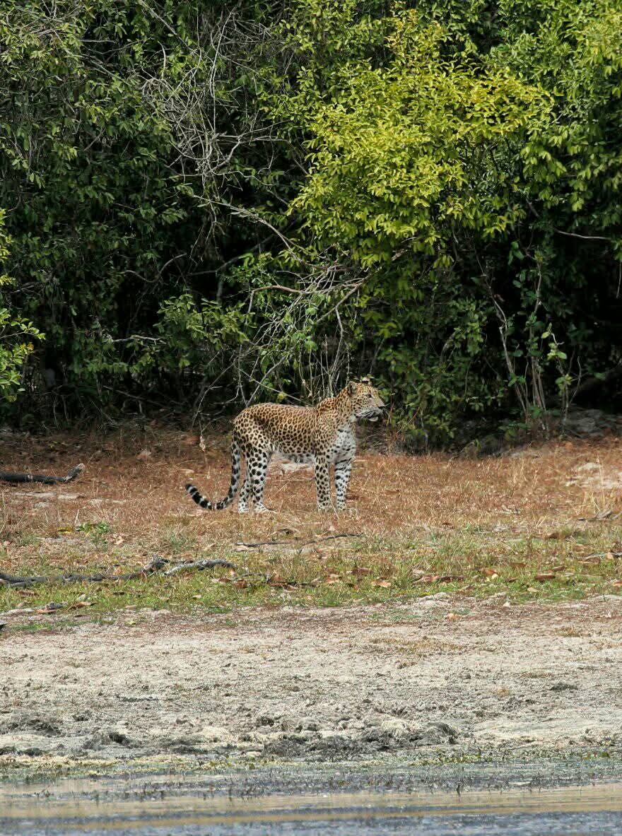 Wild safari expedition in Yala - 15
