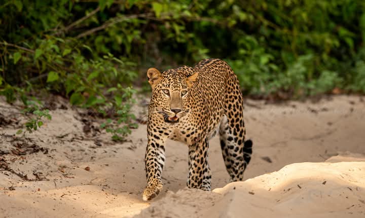 Wild safari expedition in Yala - 16