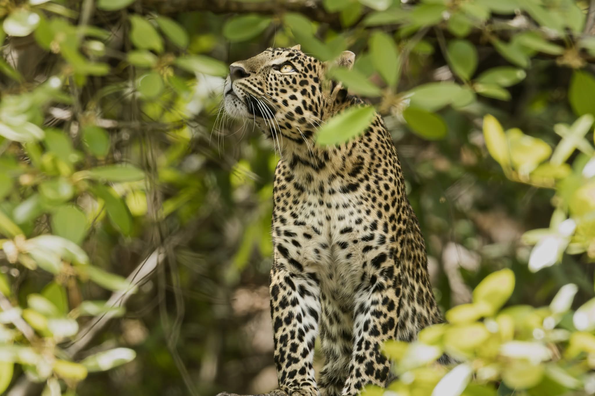 Wild safari expedition in Yala - 19