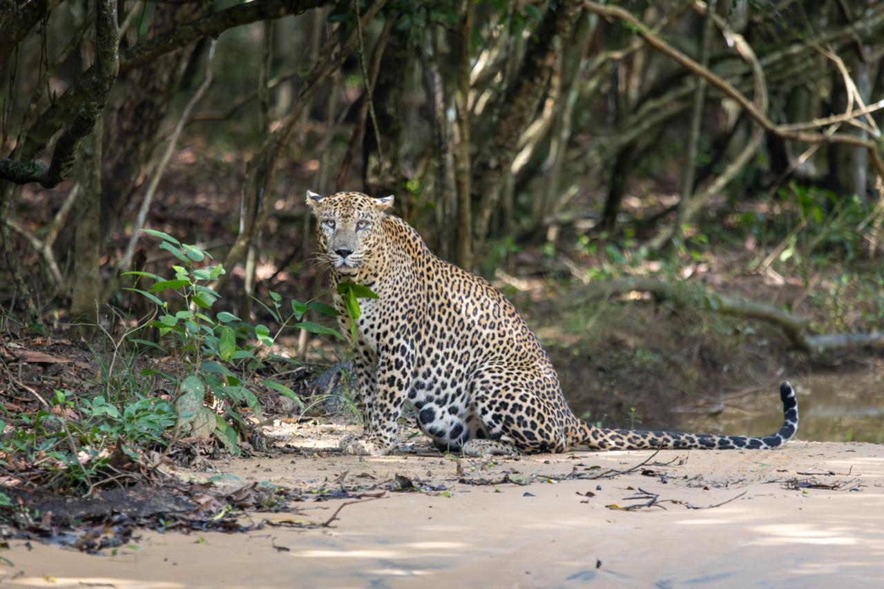 Wild safari expedition in Yala - 2