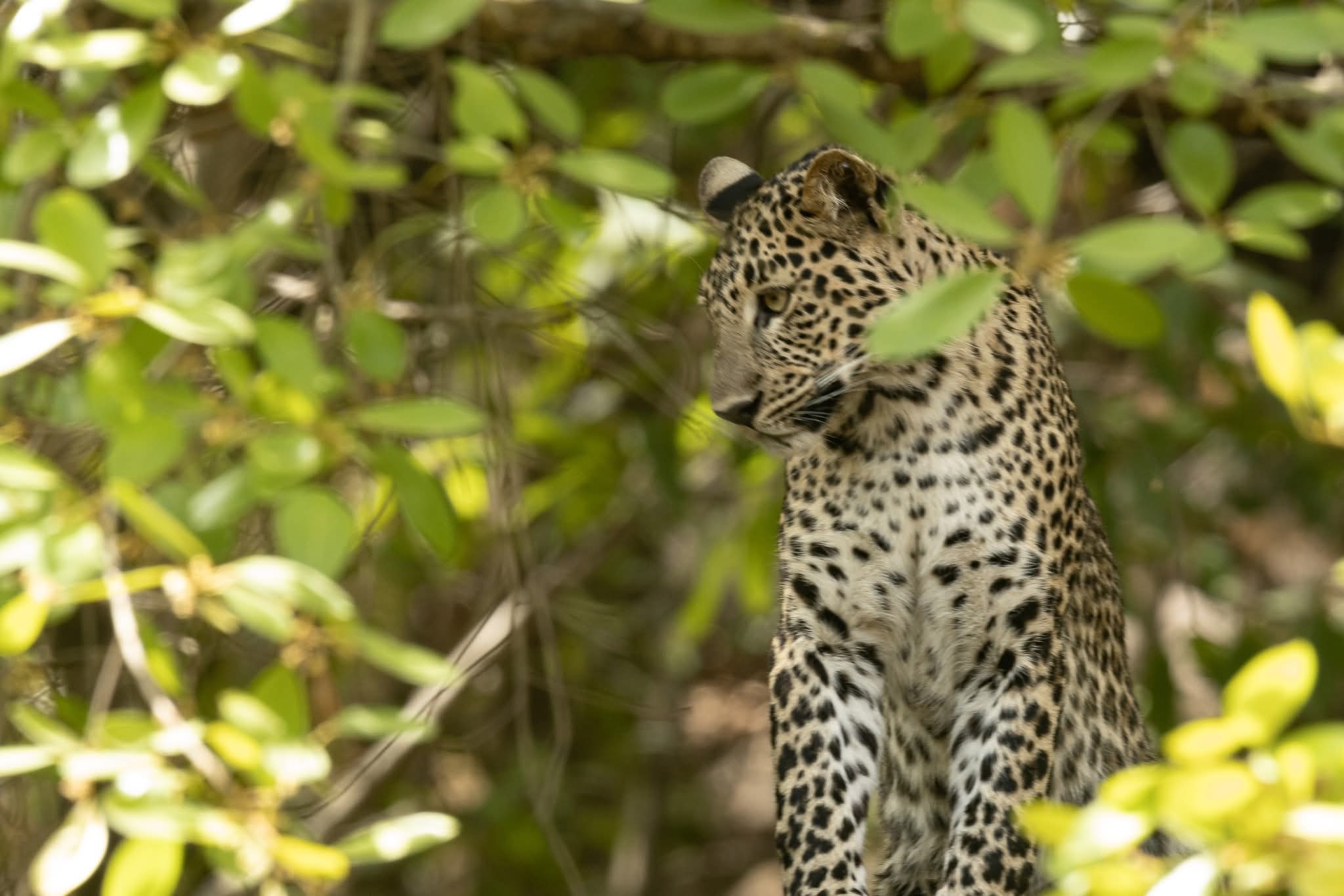 Wild safari expedition in Yala - 20
