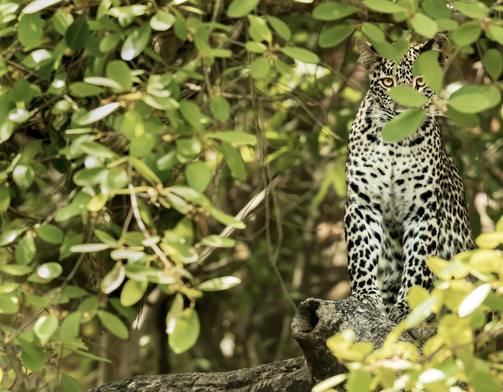 Wild safari expedition in Yala - 21