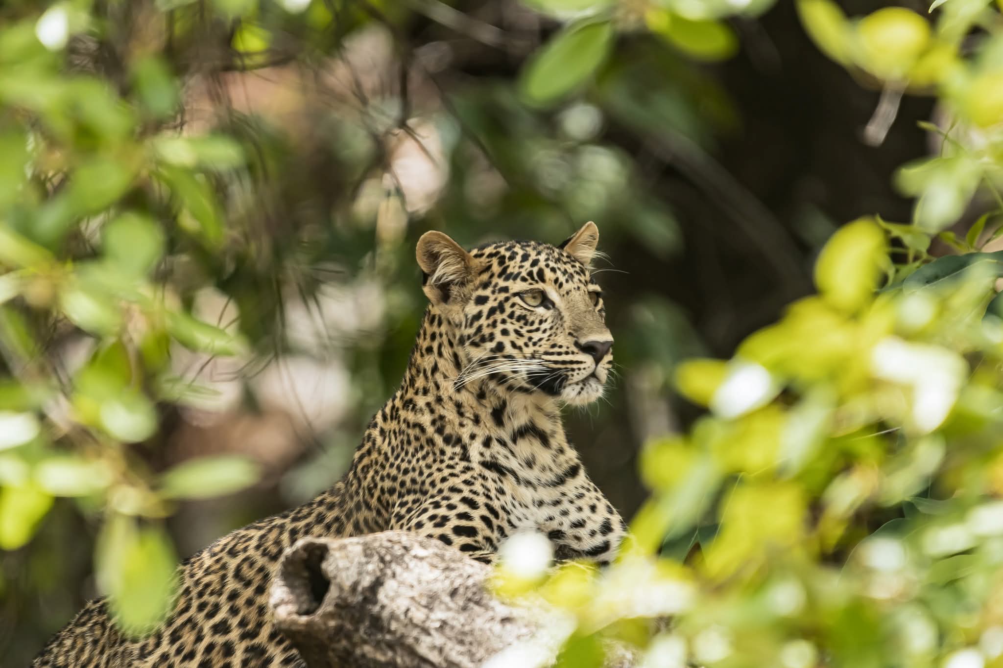 Wild safari expedition in Yala - 22
