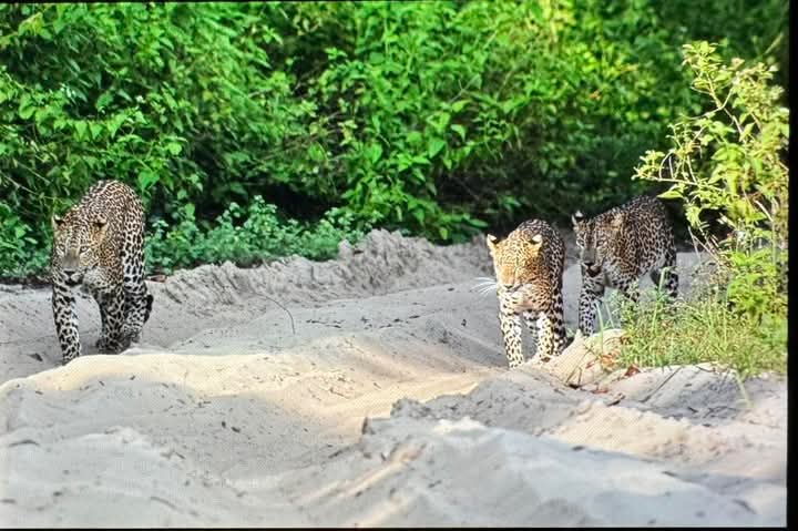 Wild safari expedition in Yala - 23