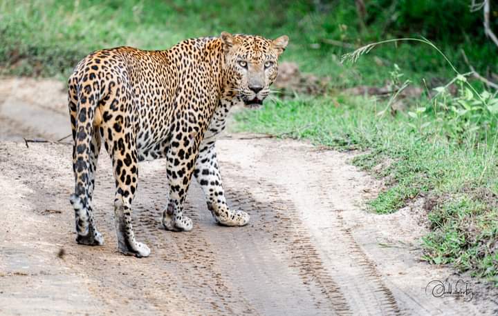 Wild safari expedition in Yala - 24