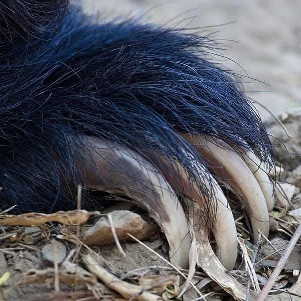 Wild safari expedition in Yala - 28
