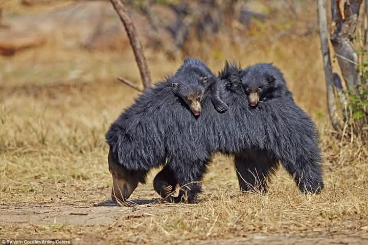 Wild safari expedition in Yala - 29