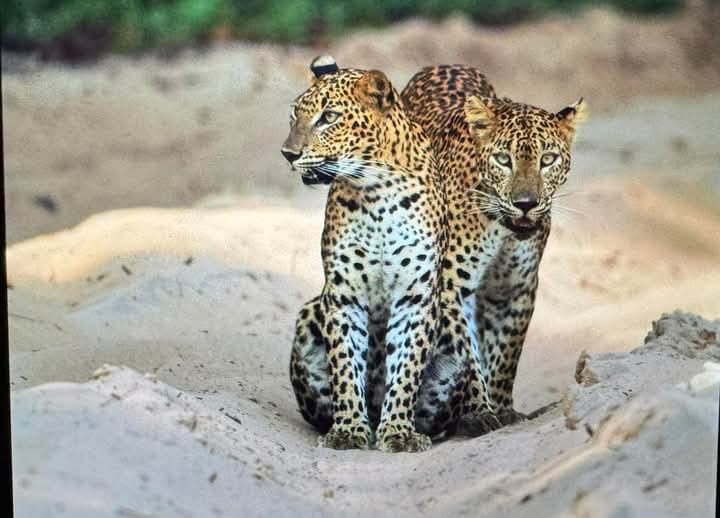 Wild safari expedition in Yala - 3