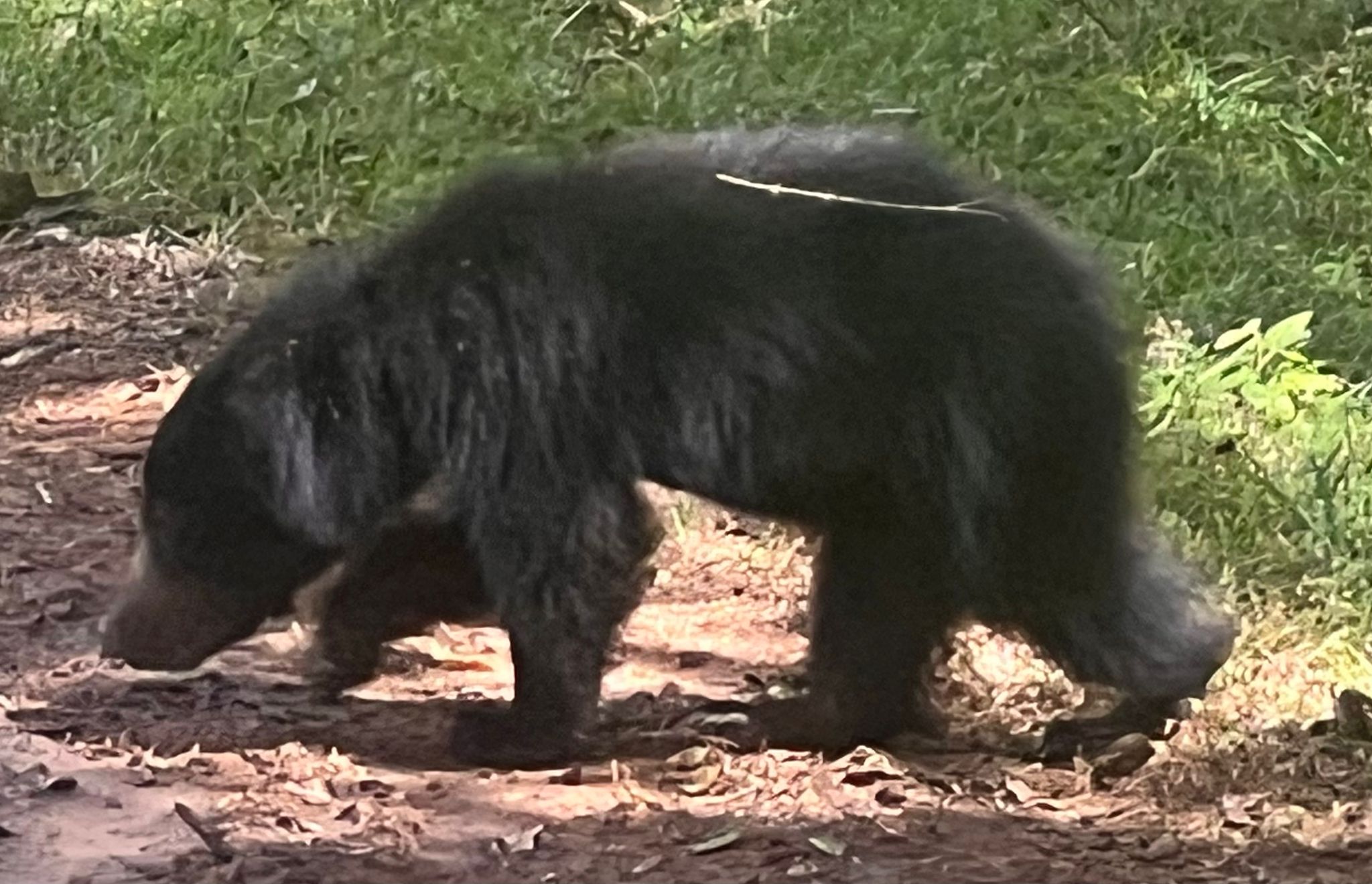Wild safari expedition in Yala - 30