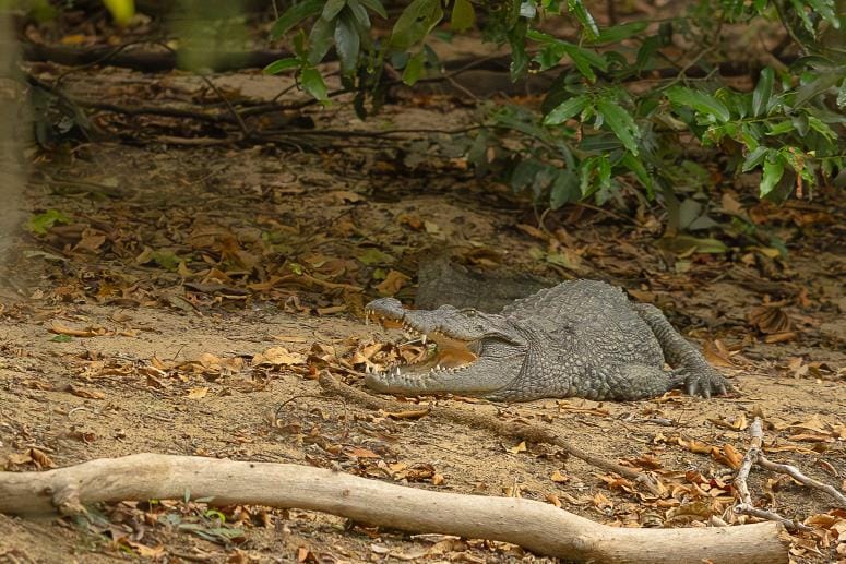 Wild safari expedition in Yala - 32