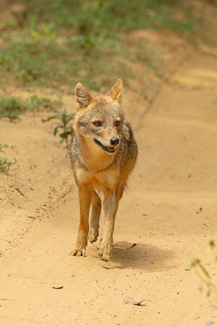 Wild safari expedition in Yala - 33