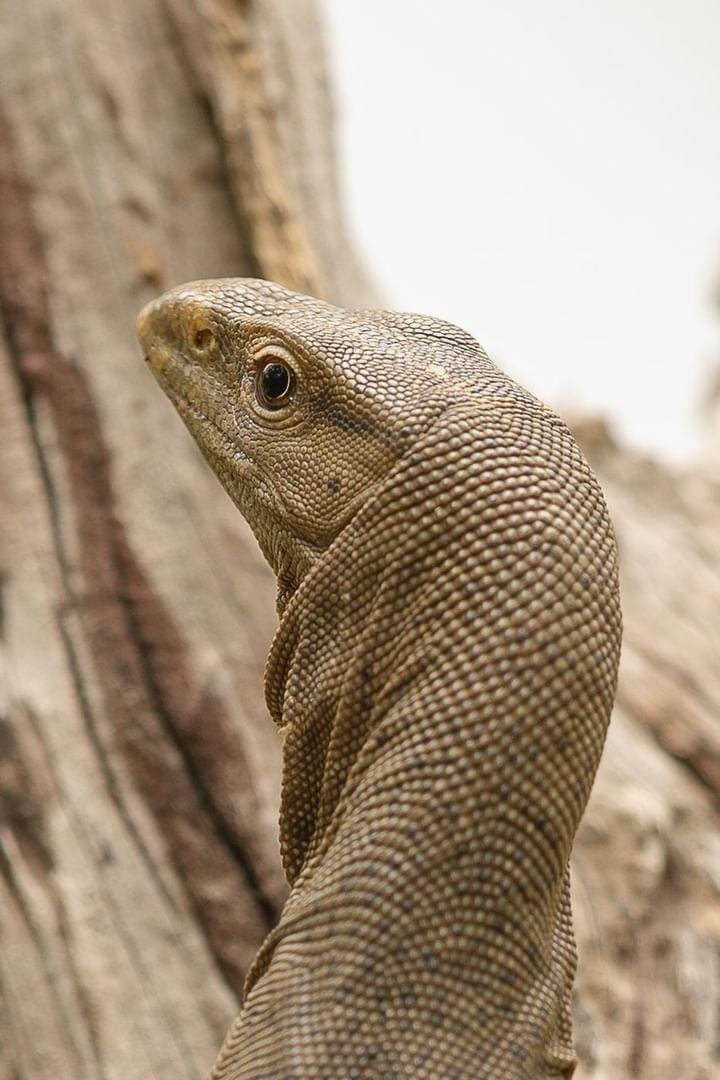 Wild safari expedition in Yala - 35