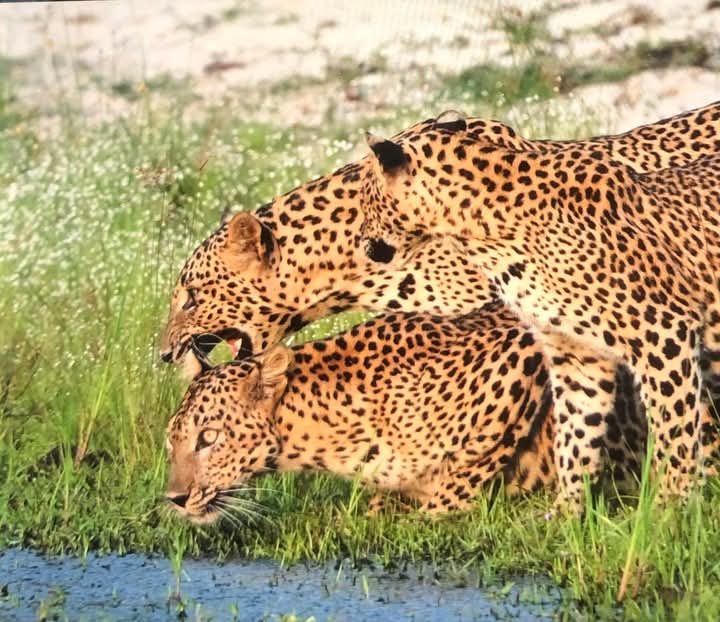 Wild safari expedition in Yala - 4
