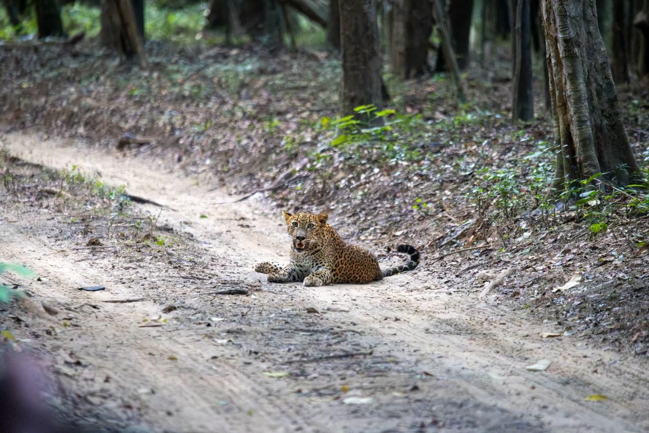 Wild safari expedition in Yala - 5