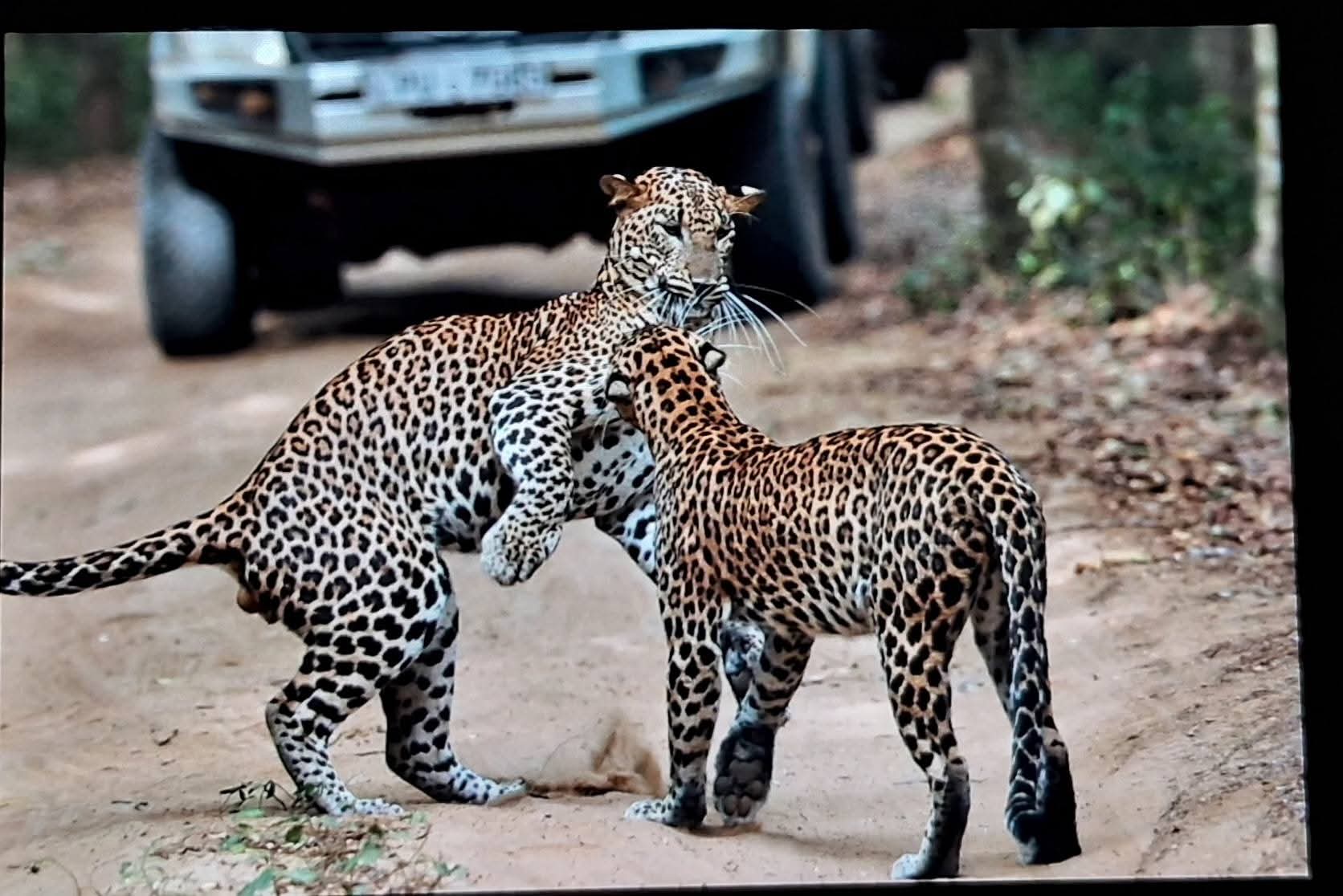 Wild safari expedition in Yala - 6