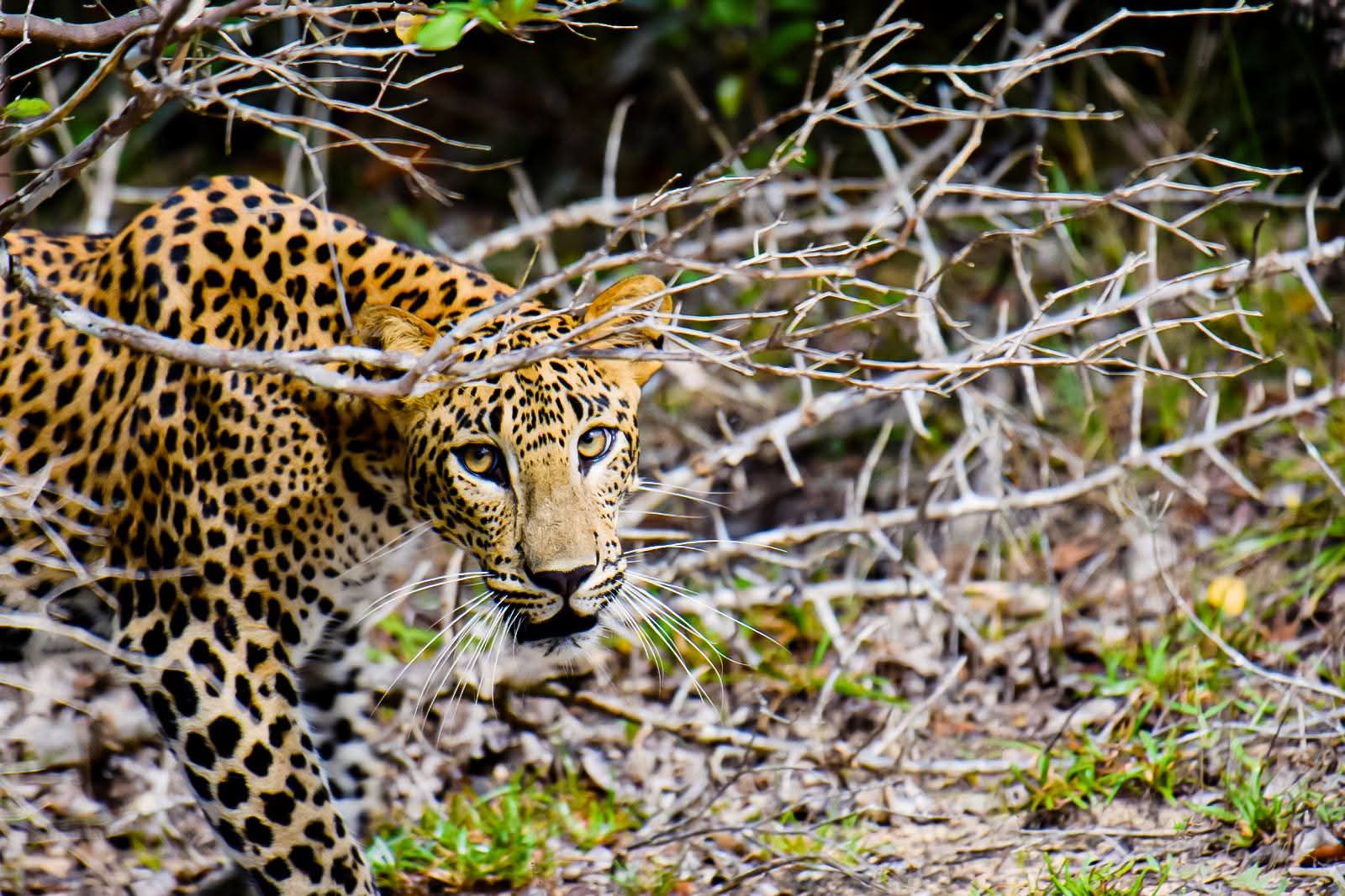 Wild safari expedition in Yala - 7