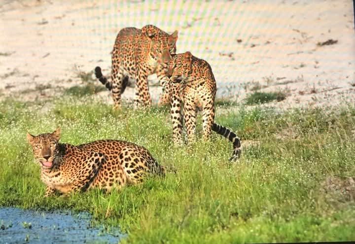 Wild safari expedition in Yala - 8