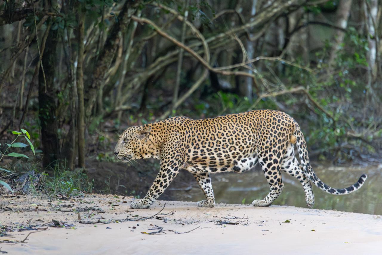 Wild safari expedition in Yala - 9