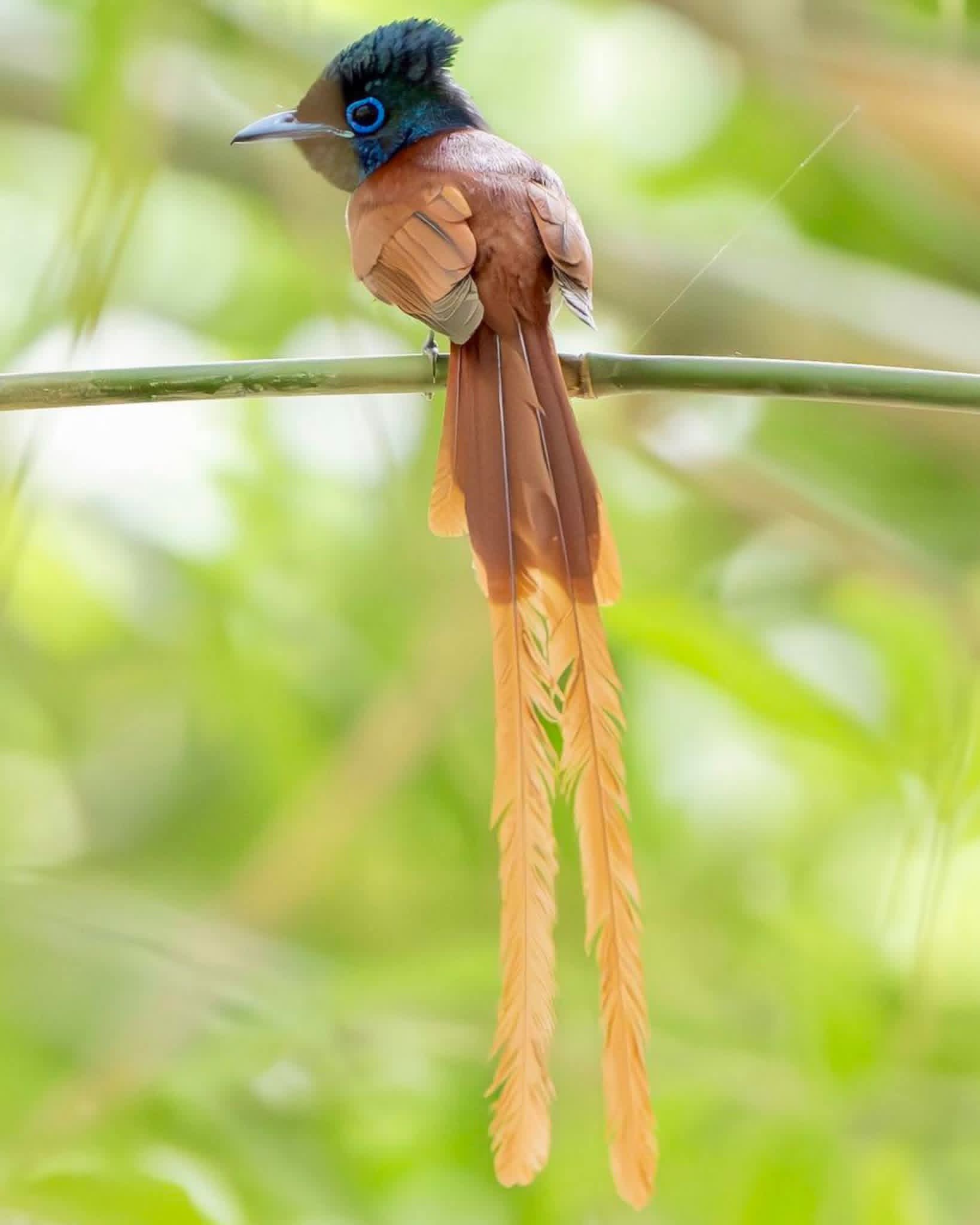 Bird watching in Sri Lanka - b10