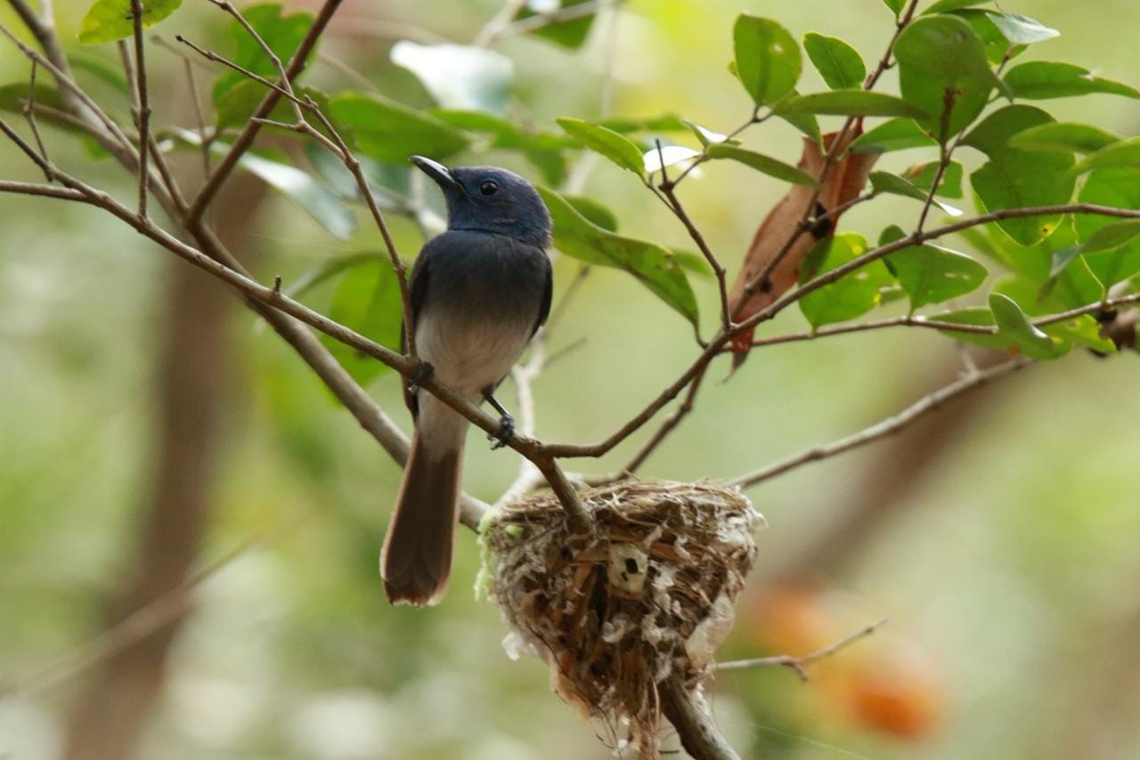 Bird watching in Sri Lanka - b11