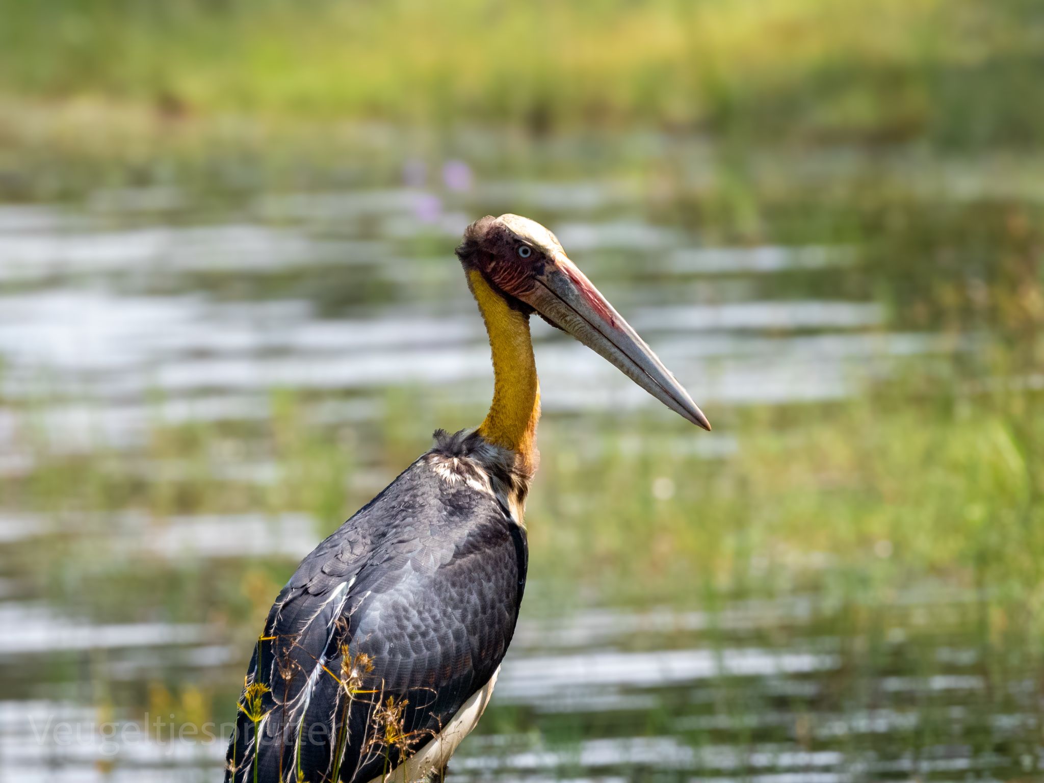 Bird watching in Sri Lanka - b12