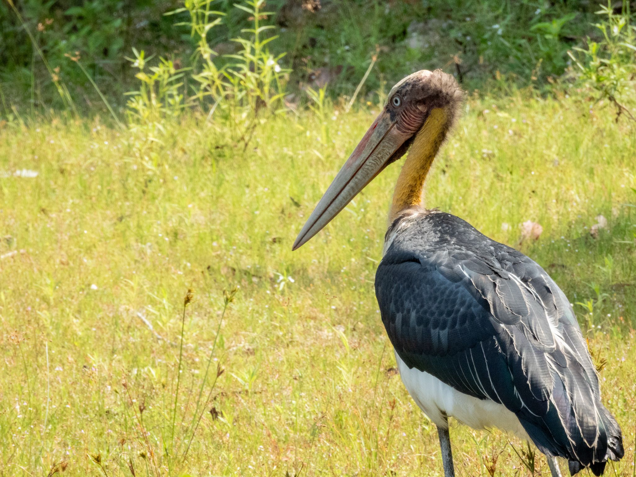 Bird watching in Sri Lanka - b13