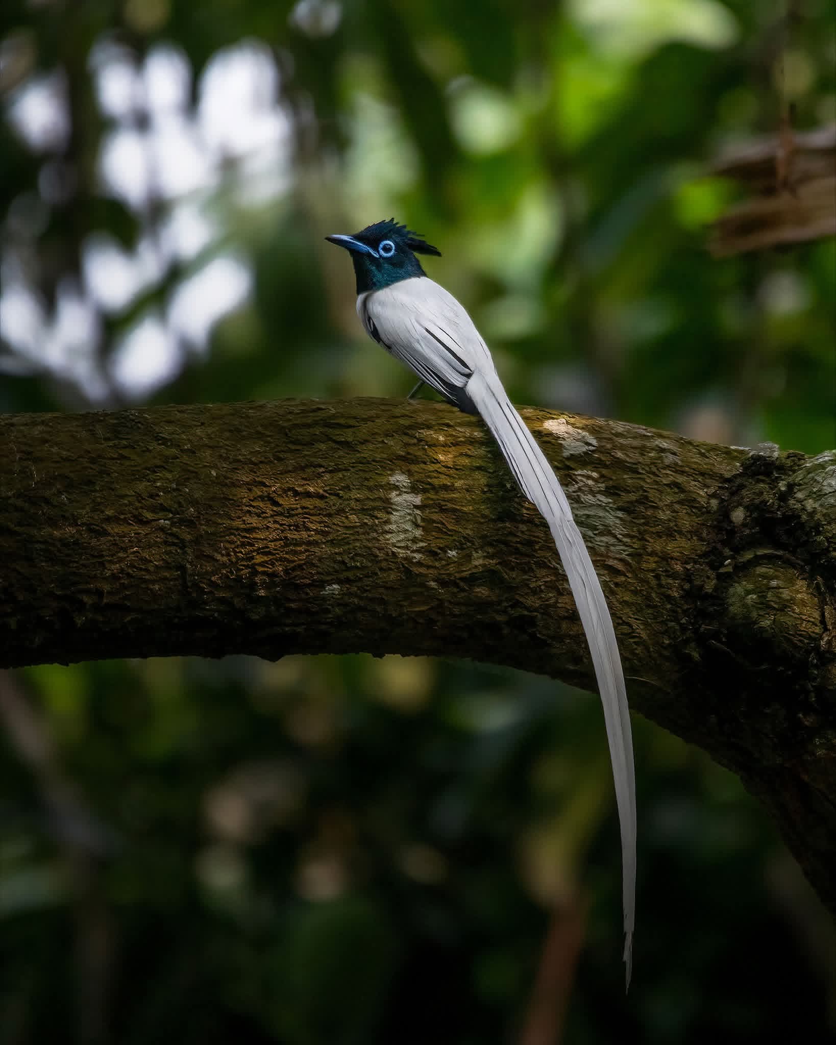 Bird watching in Sri Lanka - b14