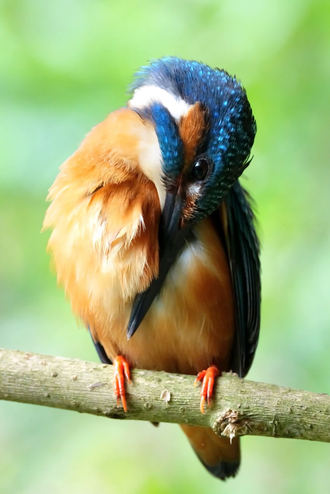 Bird watching in Sri Lanka - b15
