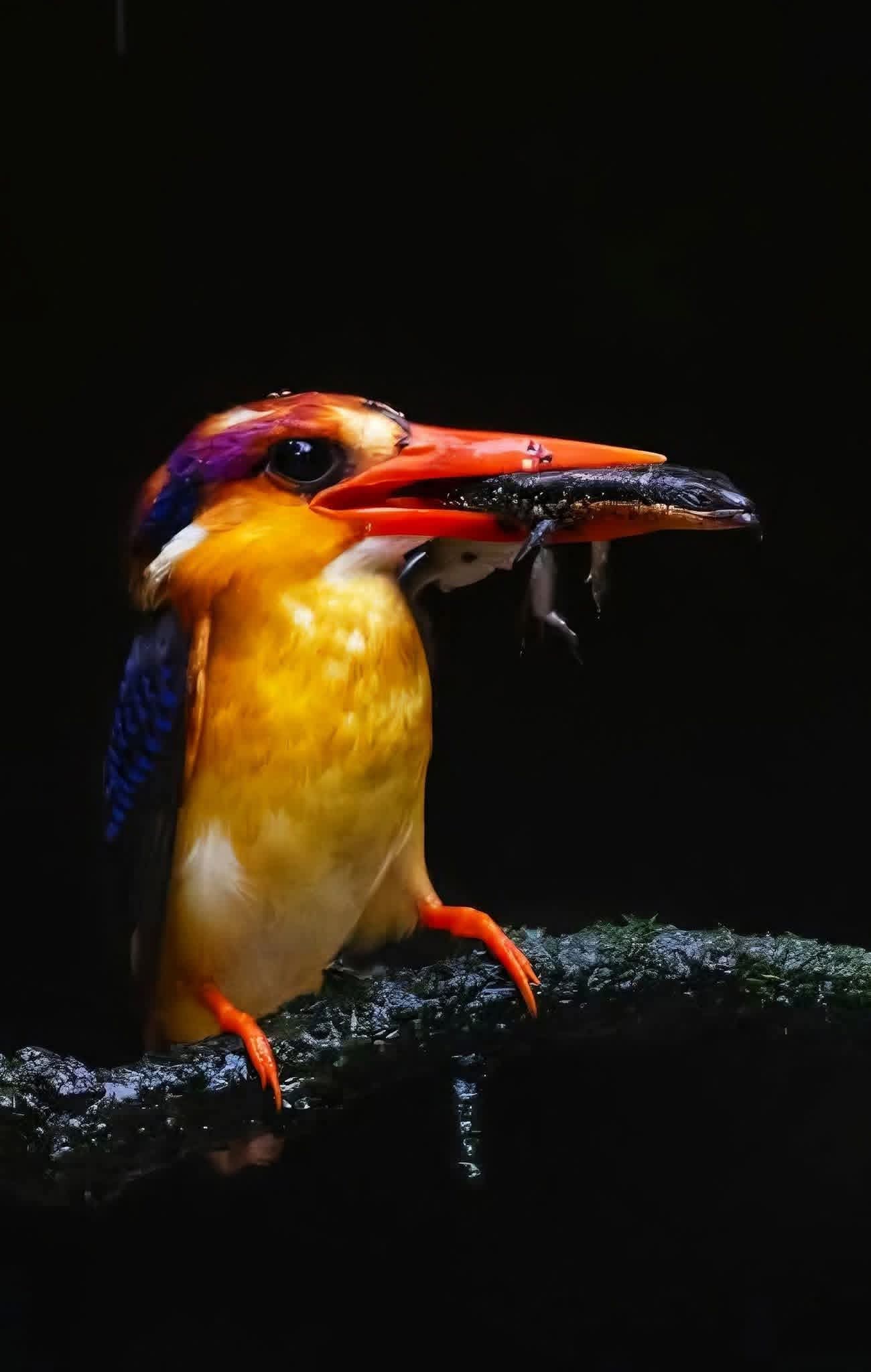 Bird watching in Sri Lanka - b16