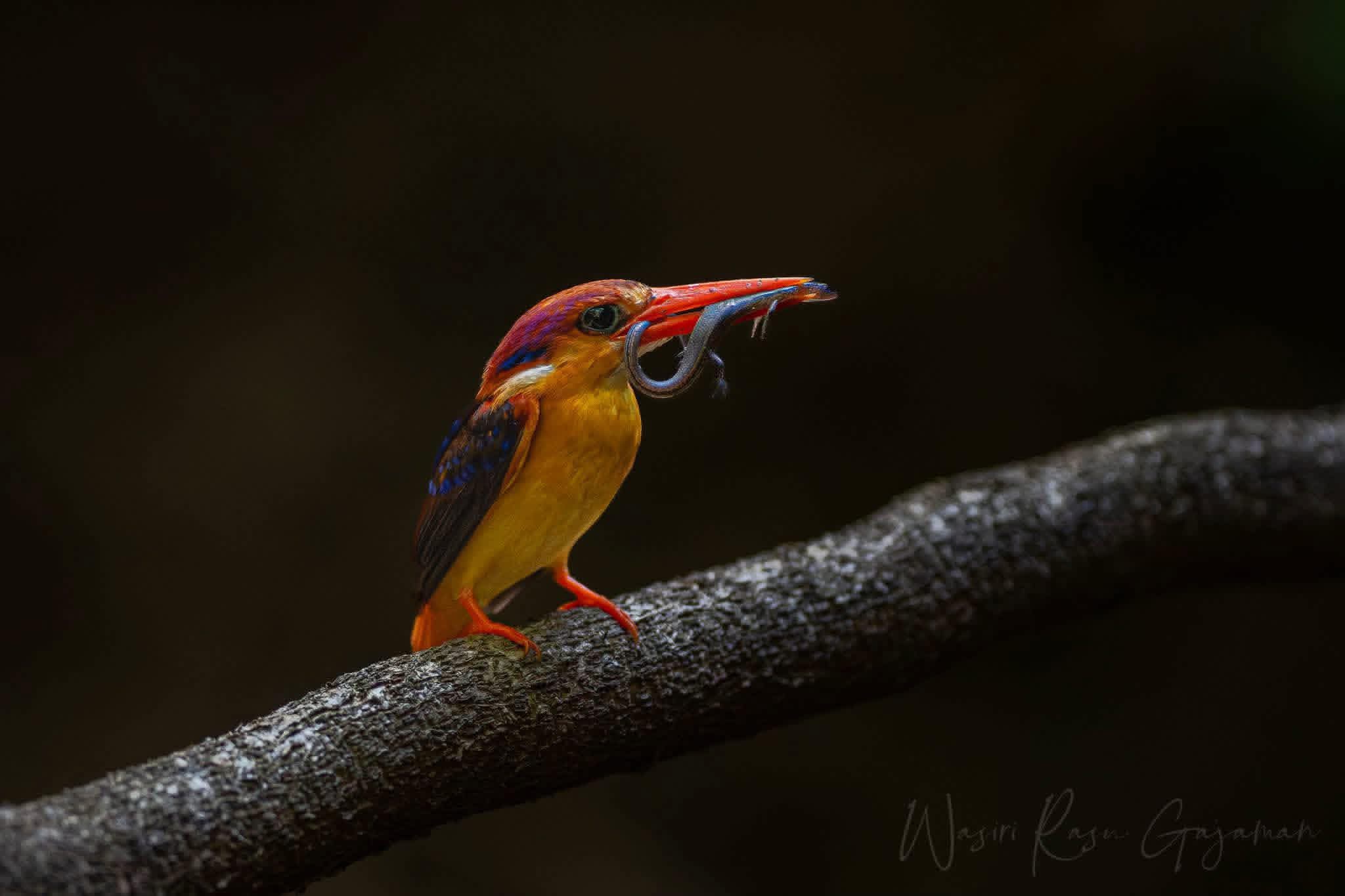 Bird Watching