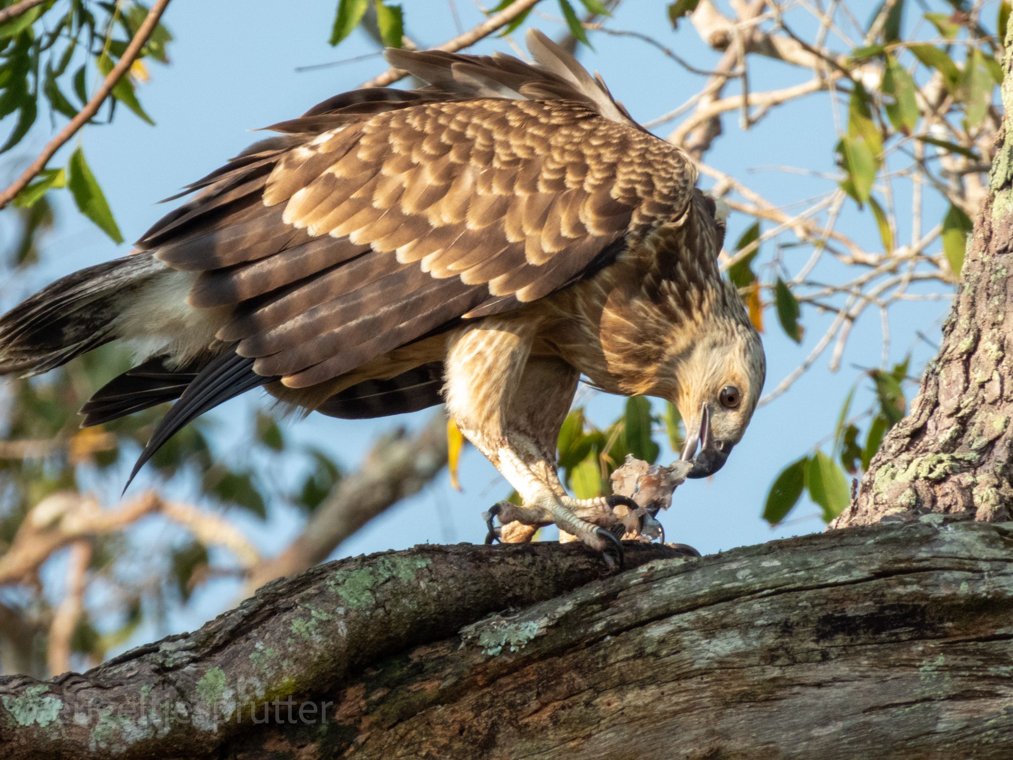 Bird watching in Sri Lanka - b2