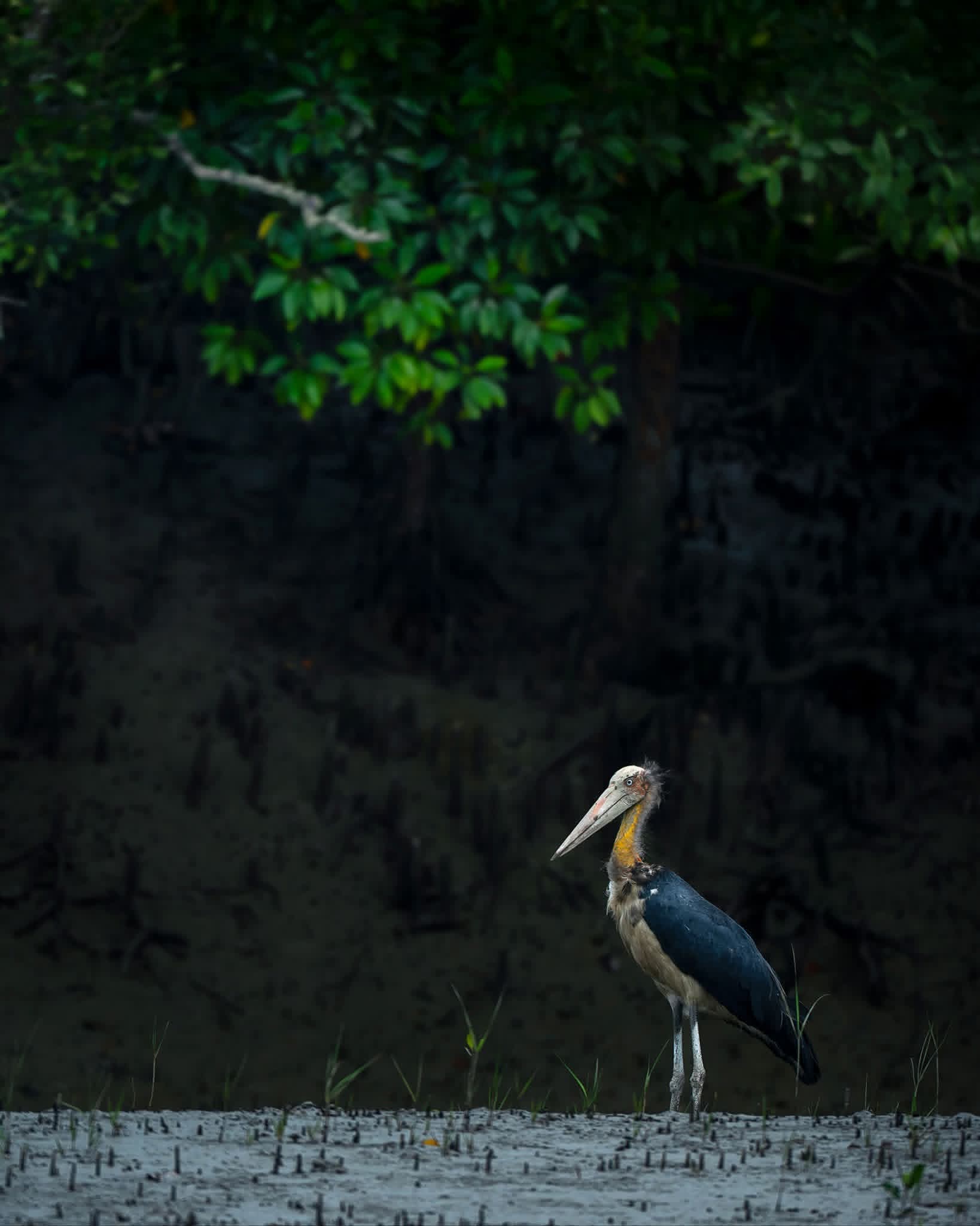 Bird watching in Sri Lanka - b22