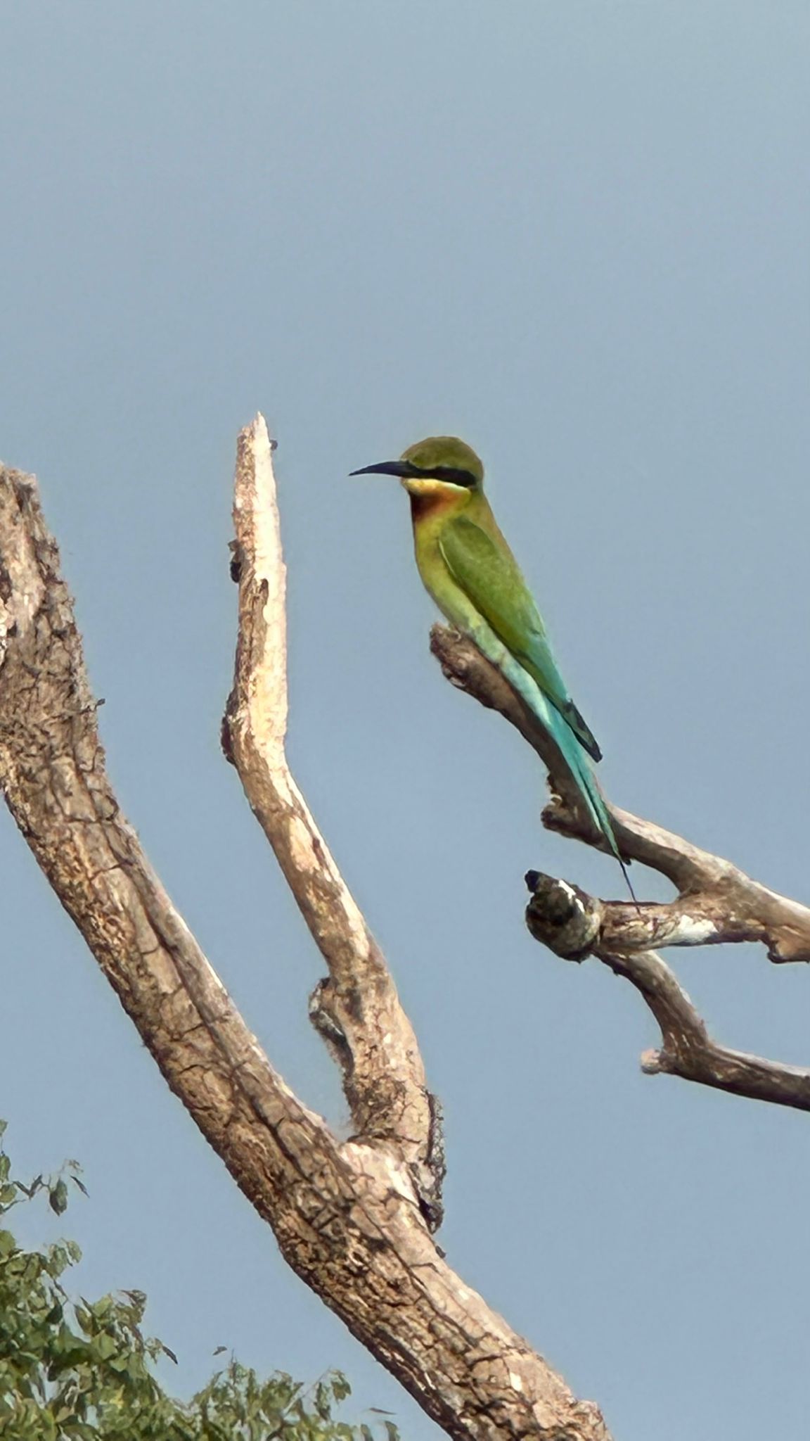 Bird watching in Sri Lanka - b24