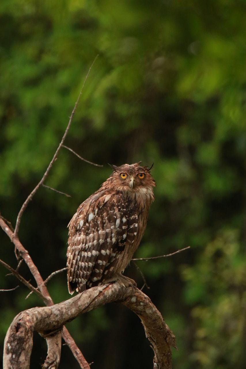 Bird watching in Sri Lanka - b29