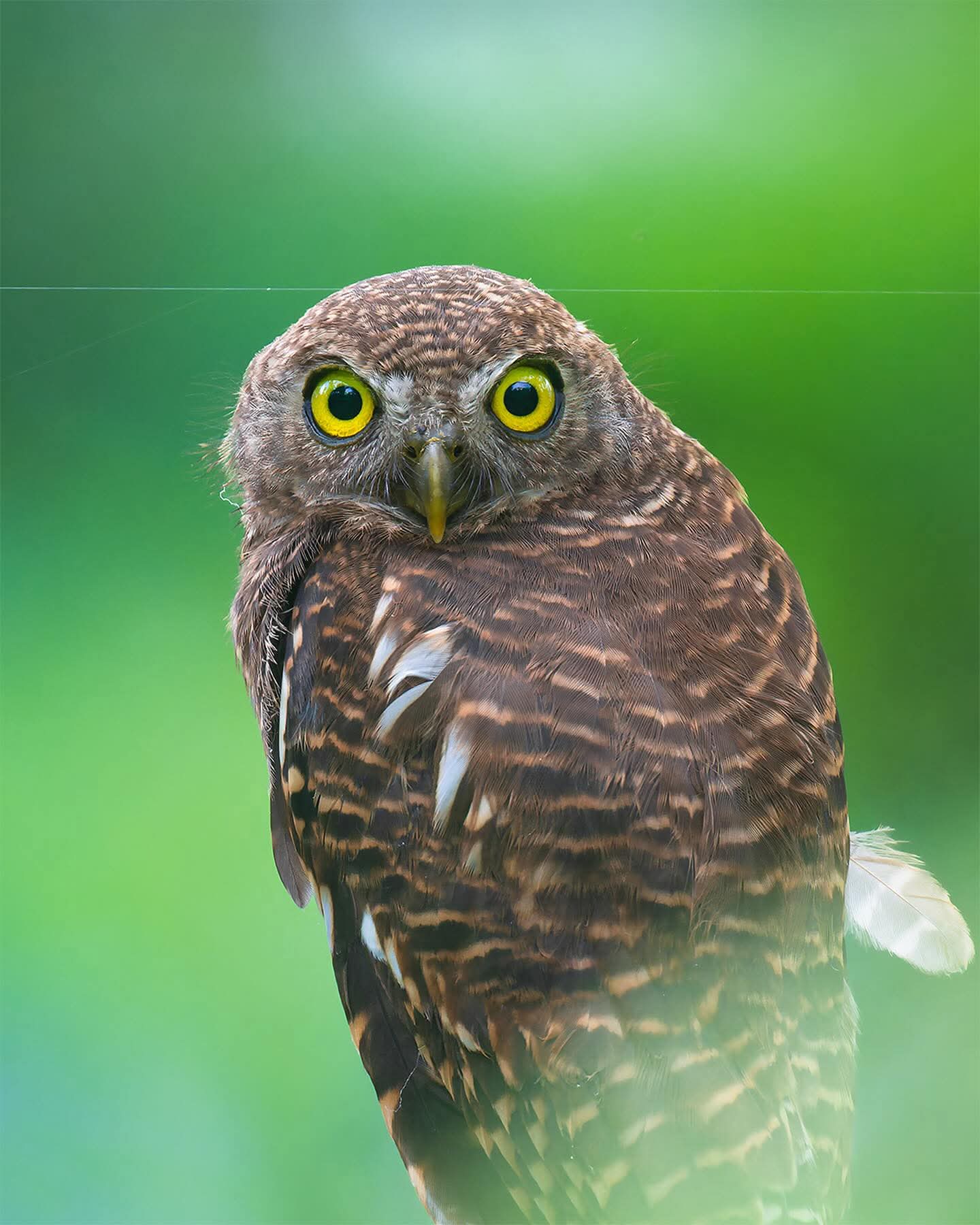 Bird watching in Sri Lanka - b3