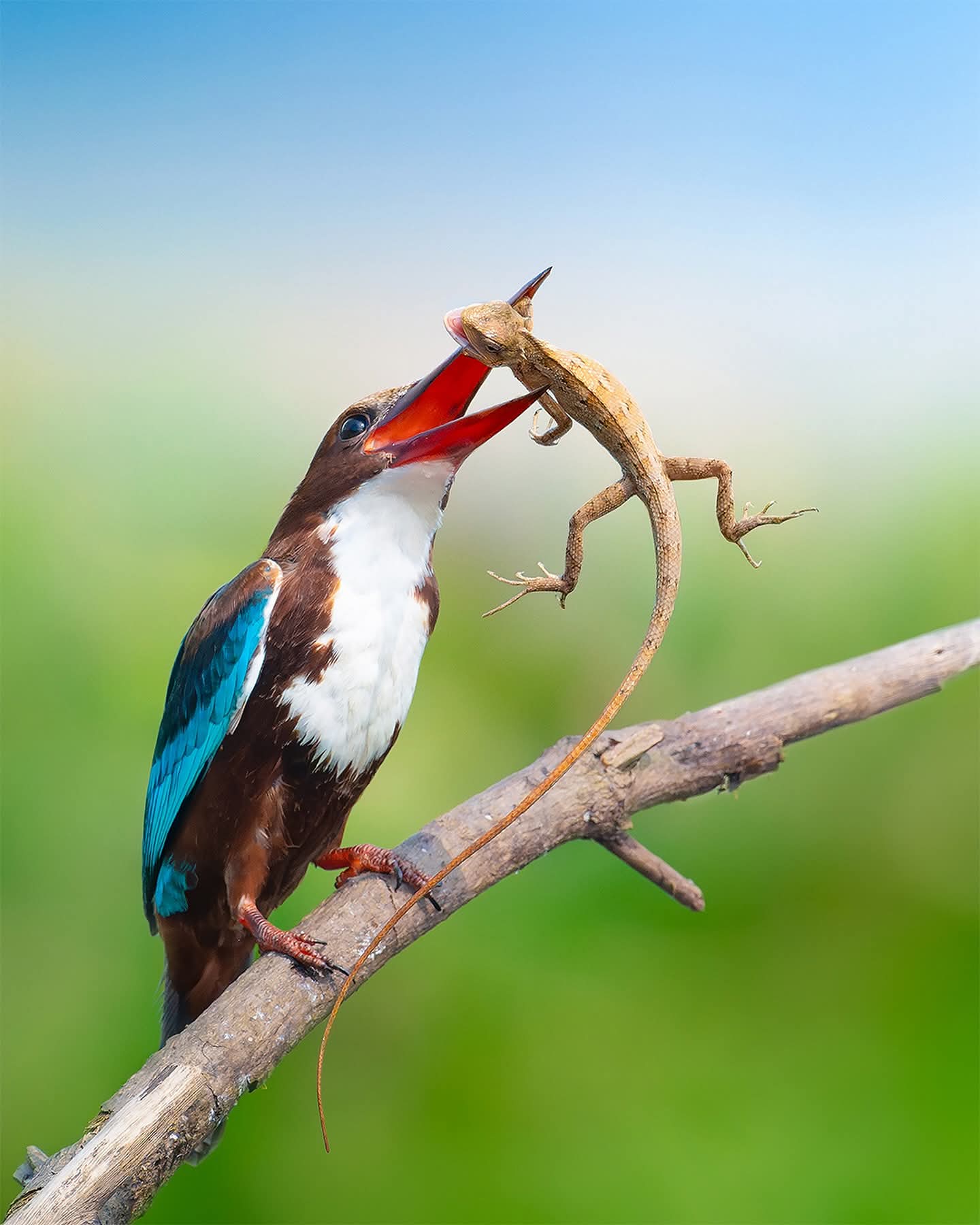 Bird watching in Sri Lanka - b4