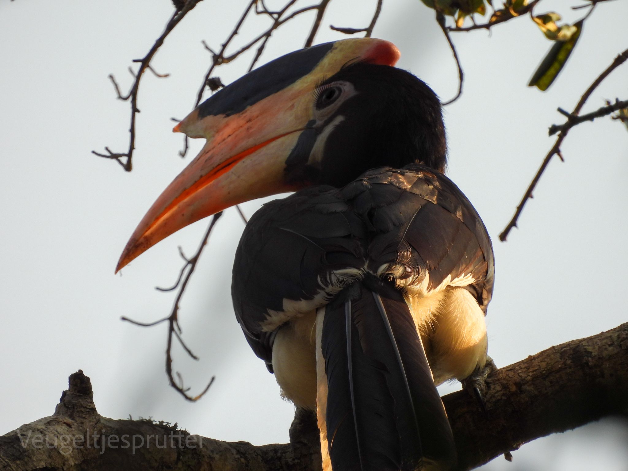 Bird watching in Sri Lanka - b5
