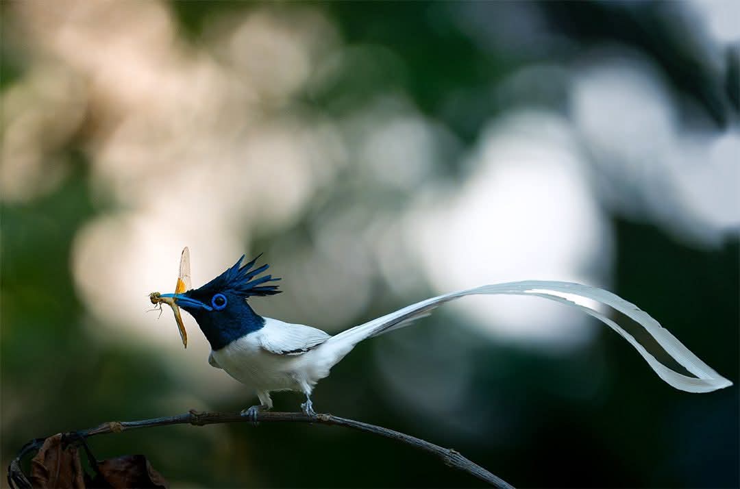 Bird watching in Sri Lanka - b7