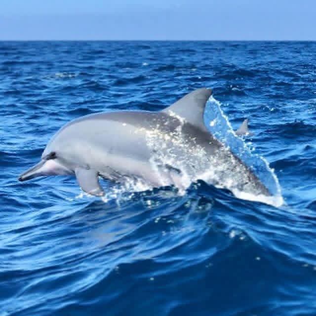 Dolphin watching excursion - d2
