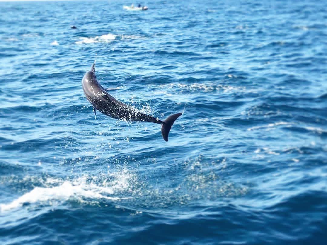 Dolphin watching excursion - d3