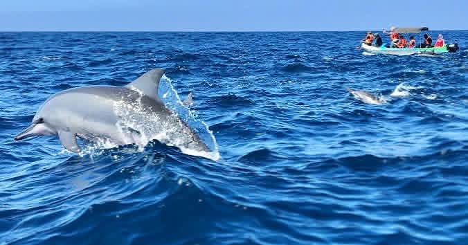 Dolphin watching excursion - d4