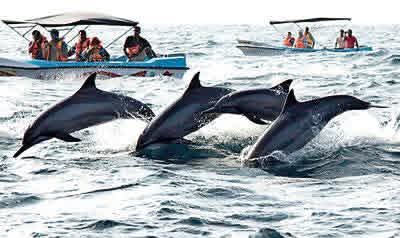 Dolphin watching excursion - d5