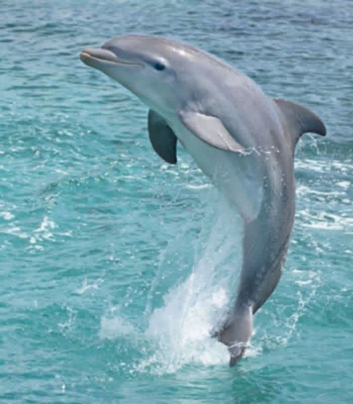 Dolphin watching excursion - d7