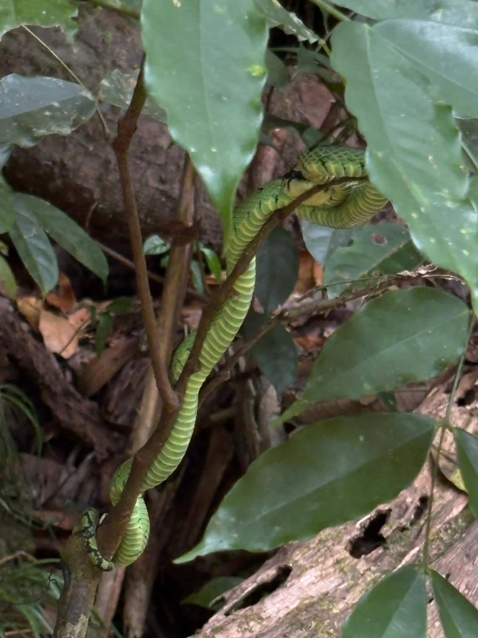Nature and trekking trail in Sri Lanka - n10