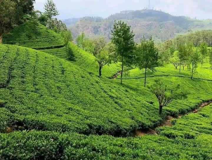 Nature and trekking trail in Sri Lanka - n11